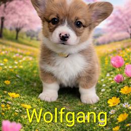 Wolfgang - Red male Pembroke Welsh Corgi puppy in Berkeley Springs, West Virginia from Hummingbird Farm