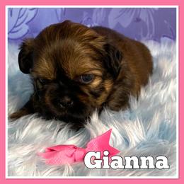 Shih Tzu Puppies from North State Shih tzus
