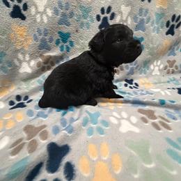 Liberty - Black female Bouvier des Flandres puppy in Wellington, Colorado from Blood Family Frenchies and Bouvs
