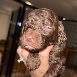 Dolly - Brown and white female Sheepadoodle puppy in Lumberton, Mississippi from Doris’ Darlin Doxies & Doodles