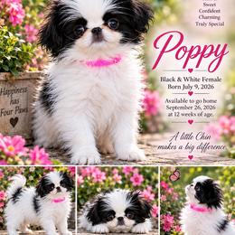 Japanese Chin Puppies from Njoy Japanese Chin