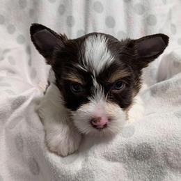 Jean-Luc - Chocolate, tan and white male Yorkshire Terrier puppy in Gatesville, Texas from KontryKritterz Yorkies