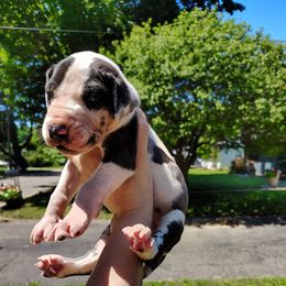 Ernest - Harlequin male Great Dane puppy in Marshall, Michigan from Dream K9