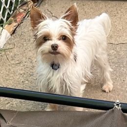 Yorkshire Terrier All Grown Up from Kristen’s yorkies