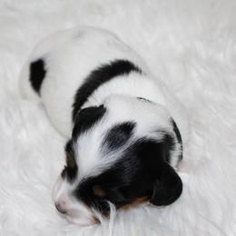 Piebald girl - Piebald female Dachshund puppy in Lily, Kentucky from Little Acres Miniature Dachshunds