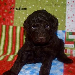 Fitzwilliam - Brown male Schnoodle puppy in Sedalia, Missouri from Farmer Brown's Puppies