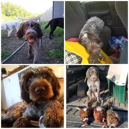 German Wirehaired Pointer All Grown Up from Grimmet German Wirehaired Pointers
