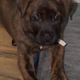 Kasino - Gold brindle male Dutch Shepherd puppy in Griffin, Georgia from Van Freiheit working dogs