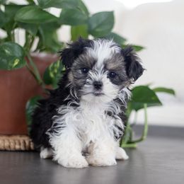 Maltipoo, Shichon, and Shihpoo Puppies from Timbercreek Puppies