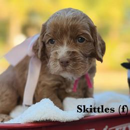Skittles - Caramel red female Australian Labradoodle puppy in Citrus Heights, California from Elite Blend Labradoodles