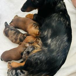 Dachshund puppies from Freckles and Furballs