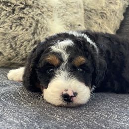 Bernedoodle and Goldendoodle Puppies from Renowned Bernedoodles and Goldendoodles
