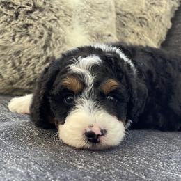 Bernedoodle and Goldendoodle Puppies from Renowned Bernedoodles and Goldendoodles