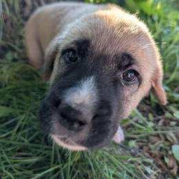 Girl 4- purple - Fawn female Anatolian Shepherd Dog puppy in Cleveland, Minnesota from Schmahl Family Farms