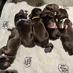 Boykin Spaniel and Goldendoodle Puppies from Double Shot Boykins