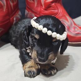 Dolly the queen B - Black and tan female Dachshund puppy in Austin, Texas from Glorious Minis