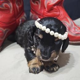 Dolly the queen B - Black and tan female Dachshund puppy in Austin, Texas from Glorious Minis