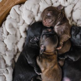 Shih Tzu Puppies from Shihtzus.Sc