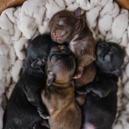 Shih Tzu Puppies from Shihtzus.Sc
