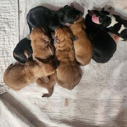 Fenale black and white - Black and white female Basset Hound puppy in Oviedo, Florida from Boss Farms