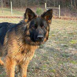 German Shepherd puppies from Free Indeed Shepherds