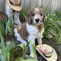 Tiara - Mahogany and white female Saint Berdoodle puppy in Traverse City, Michigan from Bare Paws Saint Berdoodles