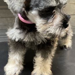 Miniature Schnauzer Puppies from Southern Charm Miniature Schnauzers