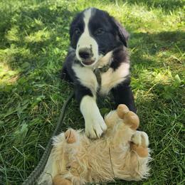 Border Collie and English Shepherd Puppies from Seldom seen herding dogs