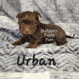 Urban - Chocolate and tan male Yorkshire Terrier puppy in Adair, Oklahoma from Phillippe's Puppy Paws
