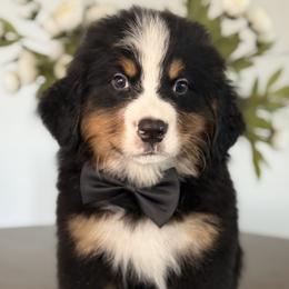 Denali - Black Boy - male Bernese Mountain Dog puppy in Redlands, California from Kiss The Doodlez