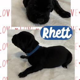 Rhett - Brindle male Great Dane puppy in Wellsville, New York from Prophecy Danes