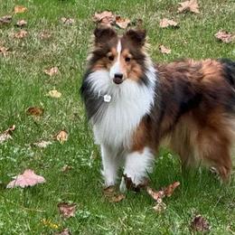 Shetland Sheepdogs from Kim's Shetland Sheepdogs