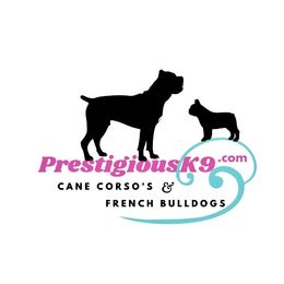 Girl 2 - French Bulldog puppy in Tennessee from Prestigious K9