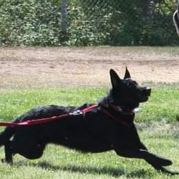 German Shepherds from Behuten Haus K-9