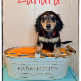 Zahara - Blue and cream female Dachshund puppy in Cincinnati, Ohio from Caines Dachshund Farm