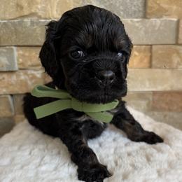 Palmer - Black and tan male Cocker Spaniel puppy in Indiana from muddy boots cocker spaniels and cockapoos