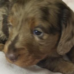 Chocolate dapple girl - Dapple female Dachshund puppy in La Monte, Missouri from Wulff's East LA Puppies