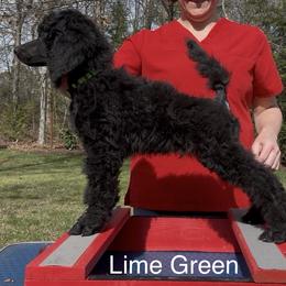 Lime Green Boy - Black male Poodle puppy in Tullahoma, Tennessee from Urban Hero Poodles