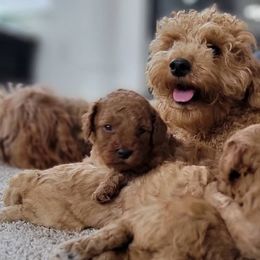 Maltese and Poodles from 209 Puppies California