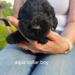 Black boy 3 - Black male Goldendoodle puppy in Brownsboro, Alabama from Enchanted Goldendoodles and Poodles of NE Alabama