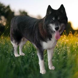 Mya - Siberian Husky