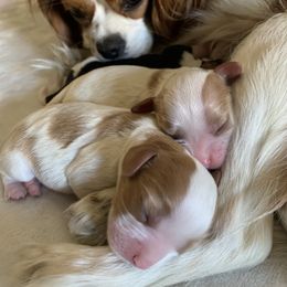 Cavalier King Charles Spaniel Puppies from Santa Monica Cavaliers