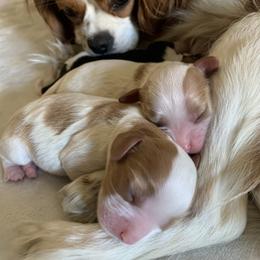 Cavalier King Charles Spaniel Puppies from Santa Monica Cavaliers