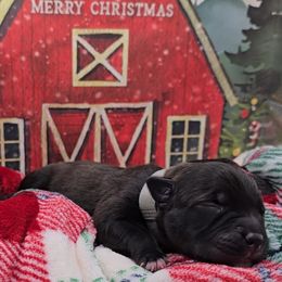 Thrasher - Black male Staffordshire Bull Terrier puppy in Georgetown, Texas from Bruhaus Kennels