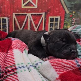 Thrasher - Black male Staffordshire Bull Terrier puppy in Georgetown, Texas from Bruhaus Kennels