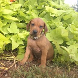 Carly - Rd whtn brn nose female Rhodesian Ridgeback puppy in Carney, Oklahoma from River Run Parson Russell terriers & River Run Ridgebacks