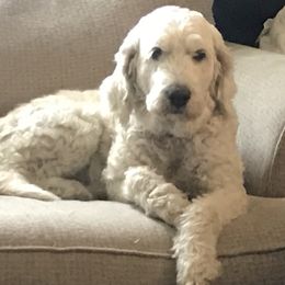 Vixy - Goldendoodle