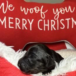 Black and cream brindle - Black and cream male Dachshund puppy in Crestview, Florida from Neverending Dachies