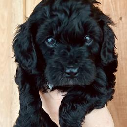 Joplin - Black and white female Cavapoo puppy in Alachua, Florida from Song Paws