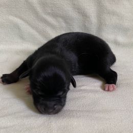 Toy Australian Shepherd Puppies from Toy Aussies
